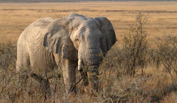 世界上最聪明的动物排名