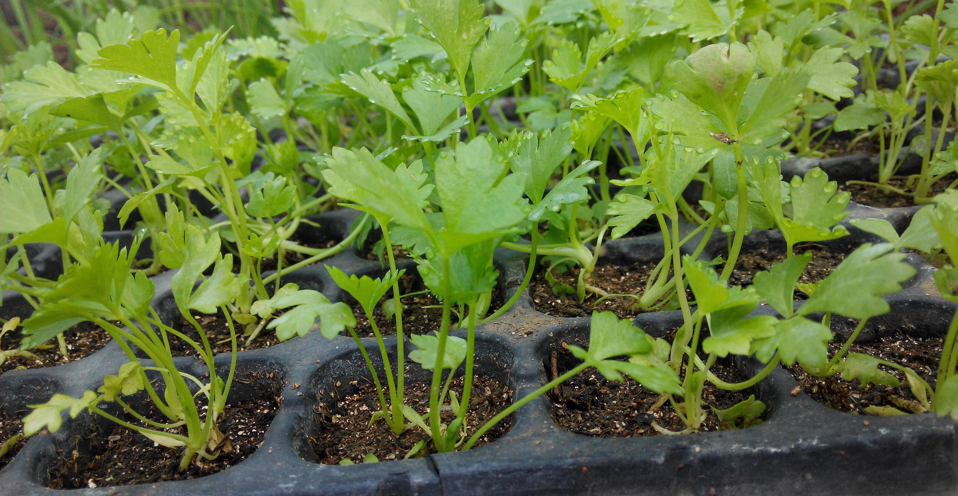 芹菜最快的种植方法