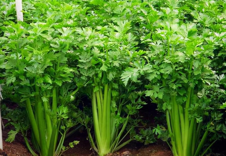 芹菜最快的种植方法