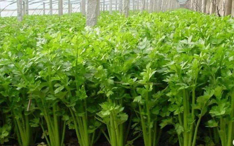 芹菜最快的种植方法