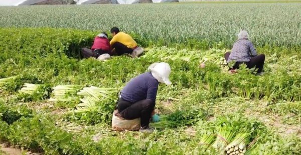 芹菜最快的种植方法