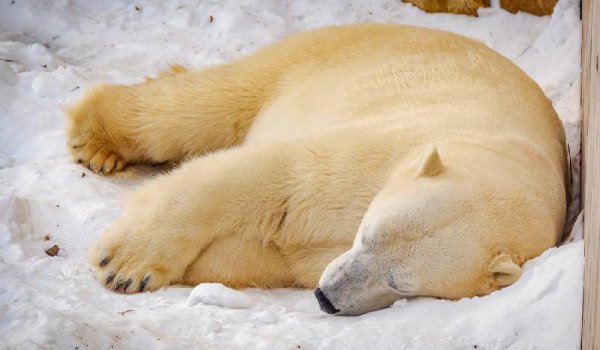 北极熊的毛是什么颜色的