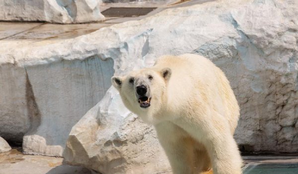 北极熊的毛是什么颜色的
