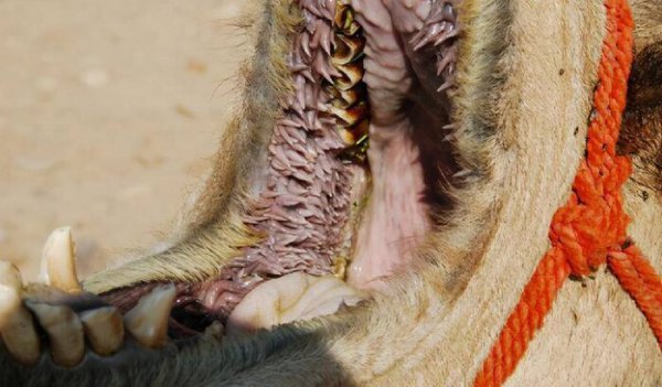 北极熊的毛是什么颜色的