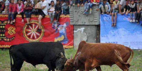 火把节是哪个民族的节日