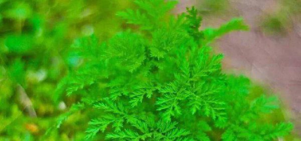 火把节是哪个民族的节日