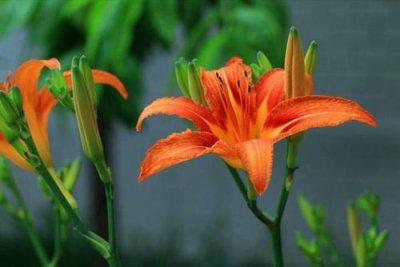 忘忧草是哪种植物的别称 萱草也称忘忧草适合家里栽种