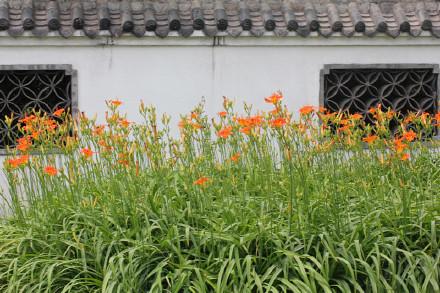 忘忧草是哪种植物的别称