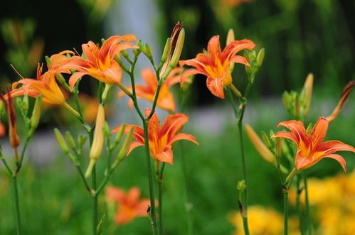 忘忧草是哪种植物的别称