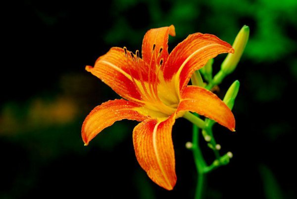 忘忧草是哪种植物的别称