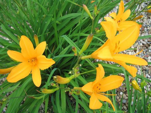 忘忧草是哪种植物的别称