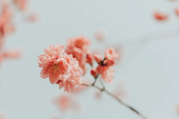 范仲淹最著名的一首诗词