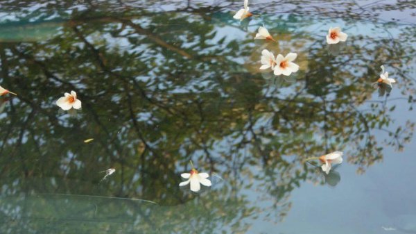 范仲淹最著名的一首诗词