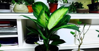 万年青风水摆放三不要 家庭室内植物风水选择禁忌