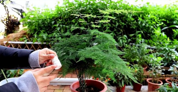 万年青风水摆放三不要