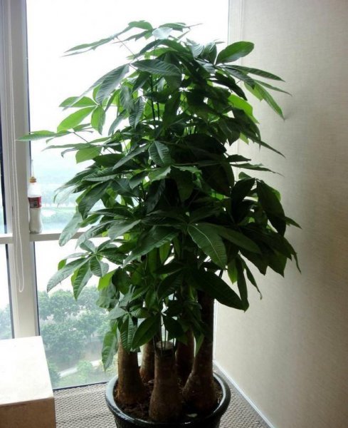 万年青风水摆放三不要