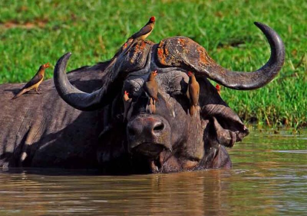 老虎的天敌有哪些动物