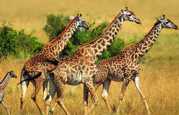 老虎的天敌有哪些动物