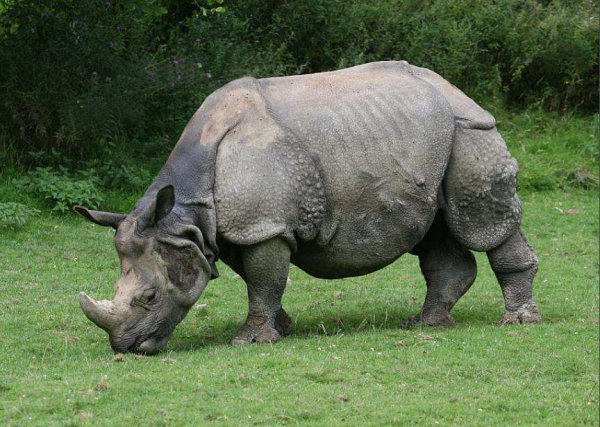 老虎的天敌有哪些动物