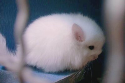 龙猫属于什么科动物 一只鼠科动物为什么叫龙猫