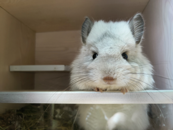 龙猫属于什么科动物