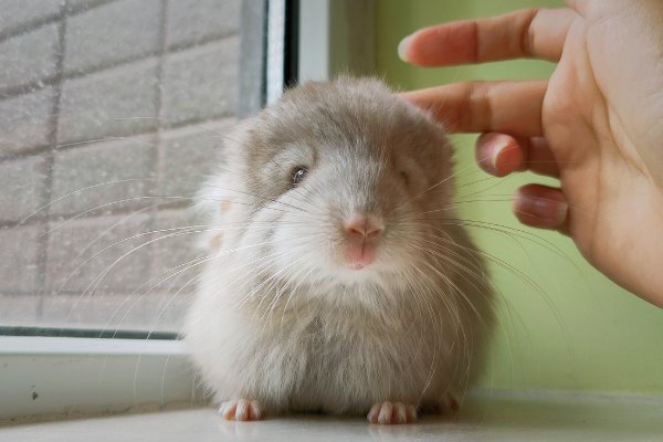 龙猫属于什么科动物