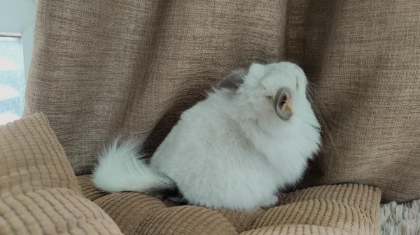 龙猫属于什么科动物