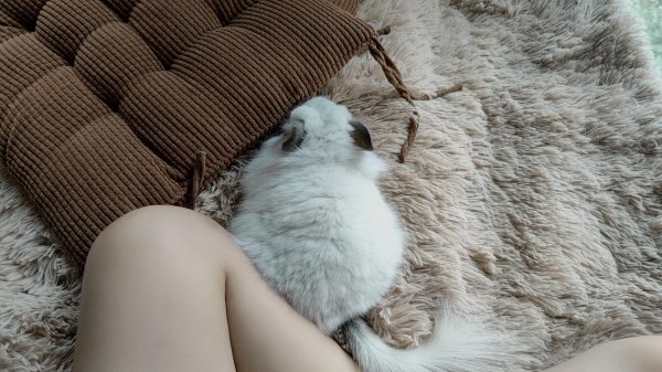 龙猫属于什么科动物