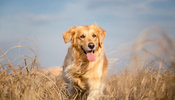 金毛的特点和性格介绍