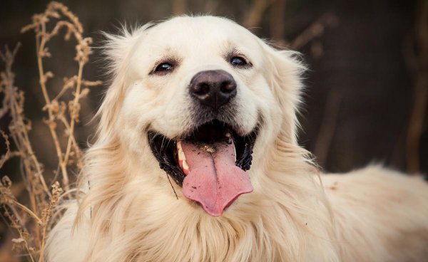 金毛的特点和性格介绍