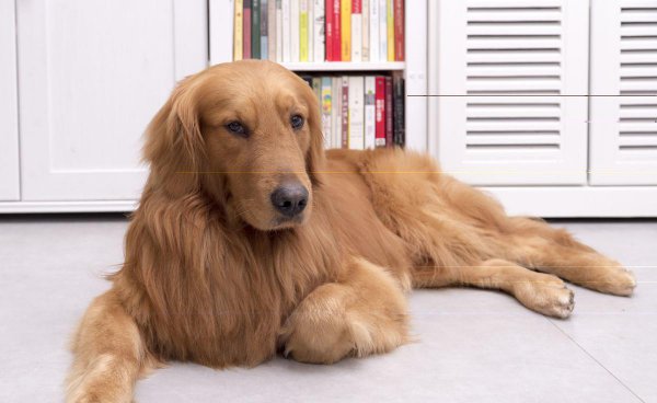 金毛的特点和性格介绍