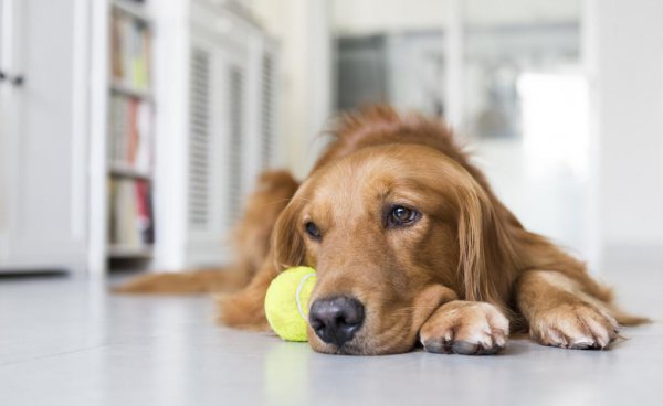 金毛的特点和性格介绍