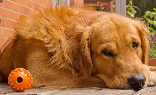 金毛的特点和性格介绍