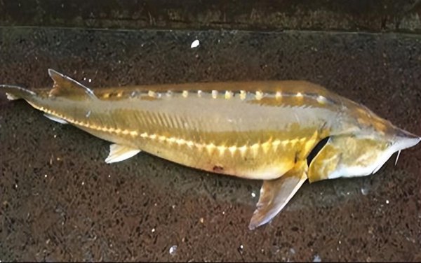 10大名贵淡水鱼排行