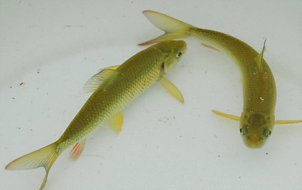 10大名贵淡水鱼排行