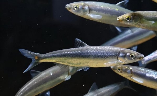 10大名贵淡水鱼排行