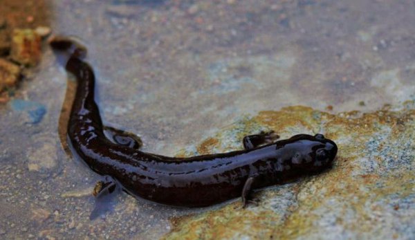 10大名贵淡水鱼排行