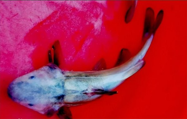 10大名贵淡水鱼排行