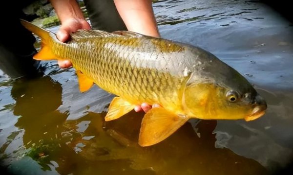 10大名贵淡水鱼排行