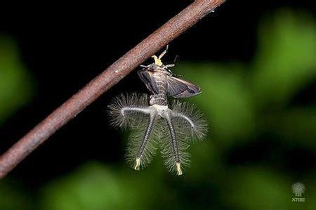 十大最恐怖的昆虫有哪些