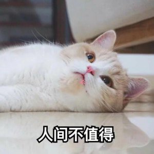 猫咪知道自己快死的表现 猫咪预感自己死亡有什么行为