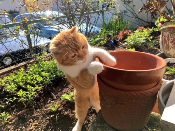 猫咪知道自己快死的表现