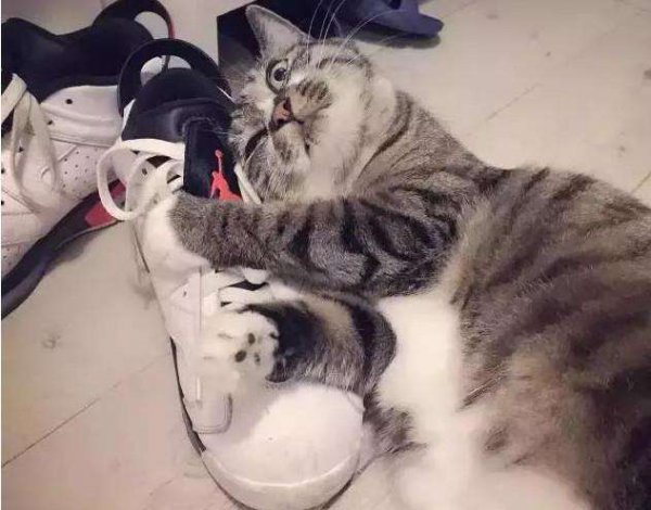 猫咪知道自己快死的表现