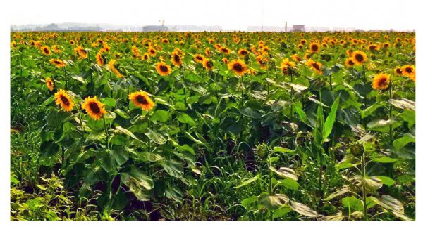 甘南县属于哪个省哪个市管辖