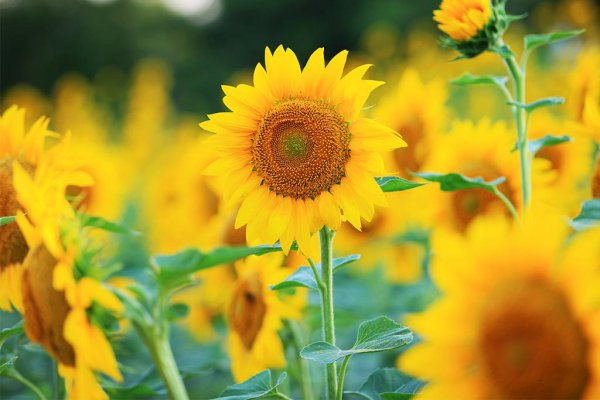 甘南县属于哪个省哪个市管辖