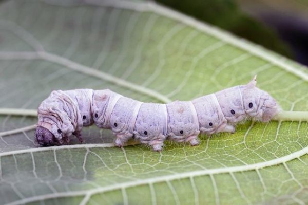生活常见的益虫有哪些