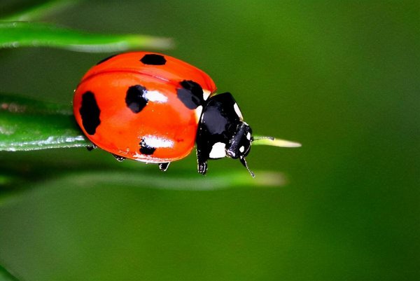 生活常见的益虫有哪些