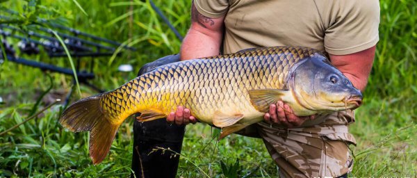超诱的作用及使用方法