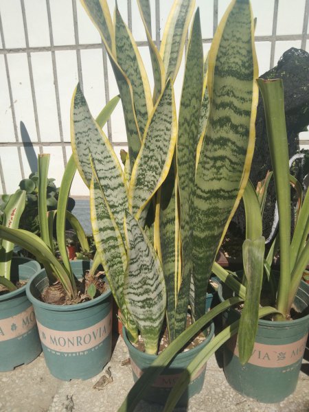 适合卧室养的花卉有哪些