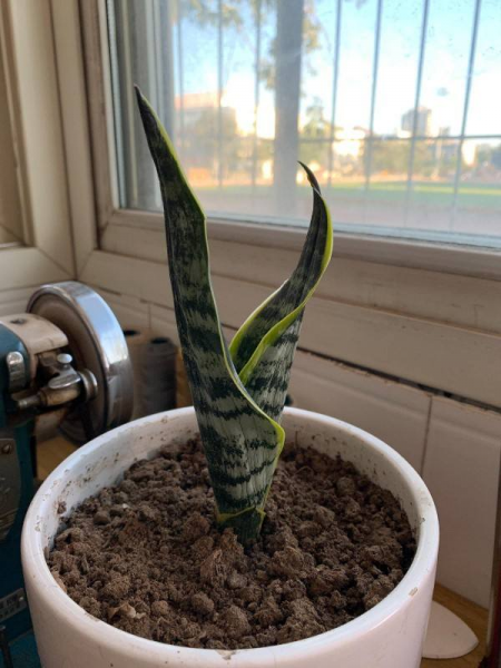 适合卧室养的花卉有哪些